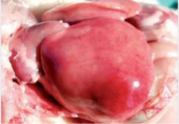 Figura 4. Efectos de la Aflatoxina en el hígado de Pollos de engorde. 