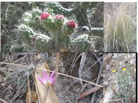 Foto No 4 En orden secuencial de izquierda a derecha y de arriba hacia abajo tenemos:  Cleictocactus sepiun, Aragrostis spp., Allum spp