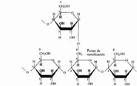 Figura  2.  Estructura  química  de  la  molécula  de  amilopectina.  Fuente:  (Rivas  y  Bello, 2012)