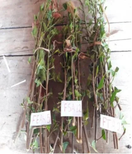 Figura 5 variedad utilizada 