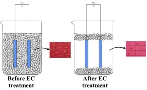 Figure 6. Schematic representation for E.coli removal through electrocoagulation 