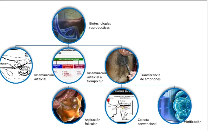 Figura 2. Biotecnologías reproductivas en bovinos. Elaboración del autor 