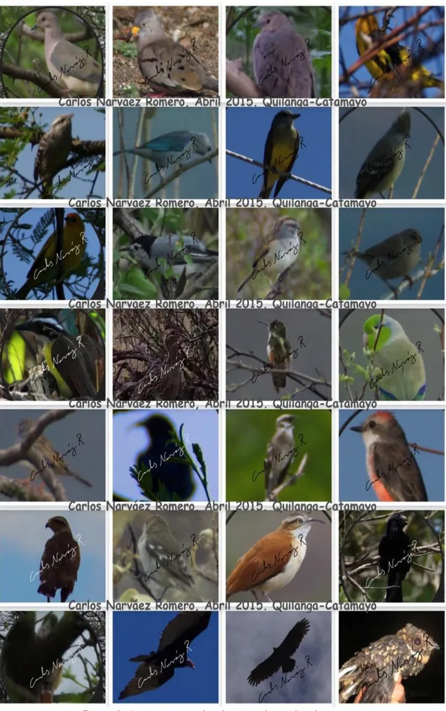 Figura 3: Aves encontradas durante el estudio de campo. 