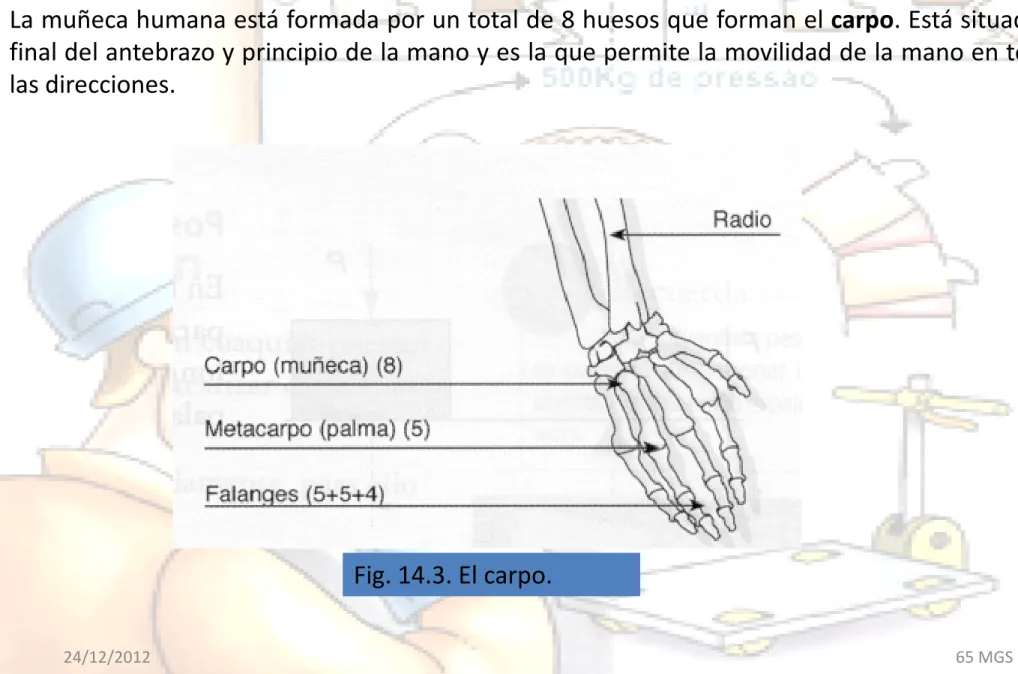 Fig. 14.3. El carpo.