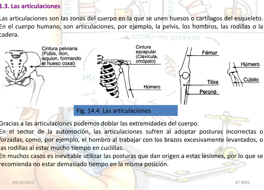 Fig. 14.4. Las articulaciones