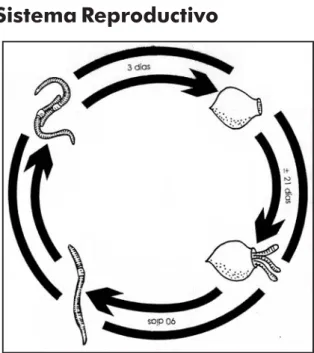 Figura 1. Ciclo de vida de (Fuente: