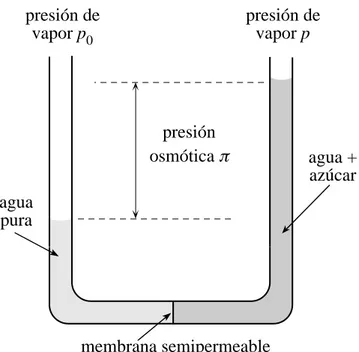 Fig. 12.5. Presión osmótica.
