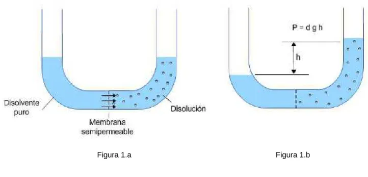 Figura 1.a  Figura 1.b 