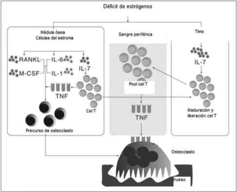 Figura 1. El compromiso inmunológico frente a la deficiencia estrogénica.