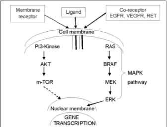 Figure 2. Main signaling pathways involved in thyroid car-