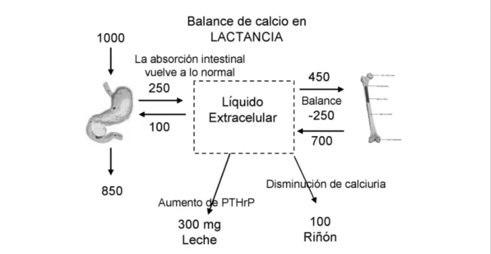 Figura 5. Balance de calcio en la lactancia.