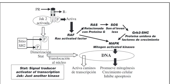 Figura 6: Mecanismo de acción de la Prolactina por señales intracelulares producidas por activación del Jak 2 o de la cascada del RAF.