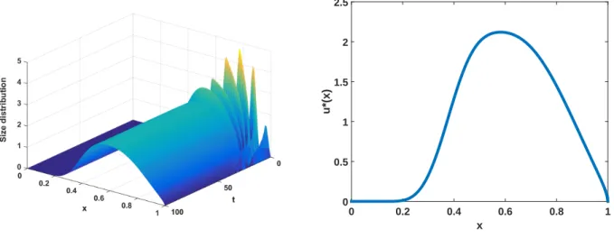 Figure 1. Left-hand picture: Evolution of the size distribution. Right-hand picture: Numerical stable size distribution u  with division rate b given in (3.10) In order to analyse the behaviour of the solution depending on the initial distribution, we hav