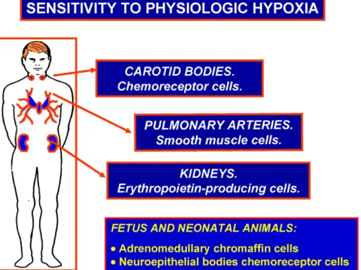 Fig. 2. Cells with low threshold sensitivity to hypoxia. They detect moderate decreases in their surrounding PO 2 and, through regulatory loops, generate responses aimed to