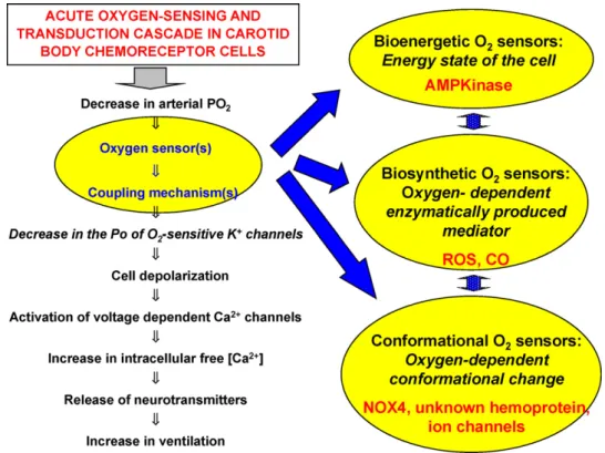 Fig. 3. Oxygen transduction cascade and putative nature of O 2 sensors (see text for explanations).