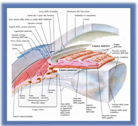 Figura 2.-  Anatomía del ángulo iridocorneal 