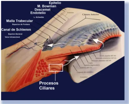 Figura 3.-  Anatomía ángulo iridocorneal y flujo del HA 