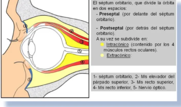 Figura 12.- Anatomía orbitaria 
