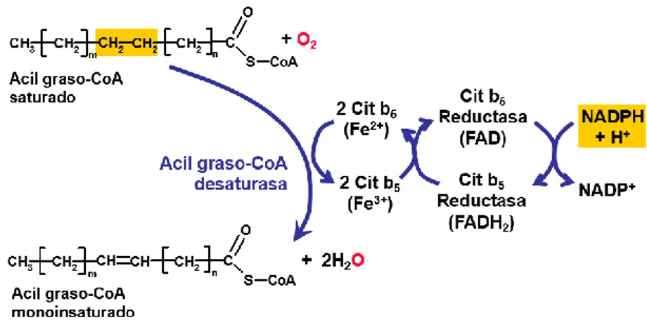 Figura 10. Reacción de las Acil-CoA desaturasas. Oxidasas de función mixta. 