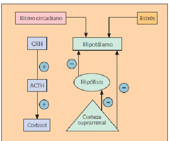 Figura 13. Eje hipotálamo-hipófisis-adrenal.                                                                          Hormonas implicadas en la respuesta al estrés  (38) 