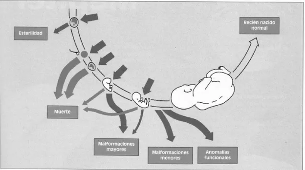 Ilustración 1. Efecto de los agentes teratógenos en relación con el estadio evolutivo del  embrión o feto