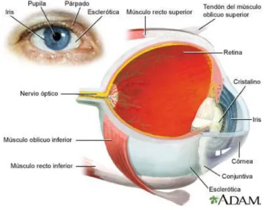 Figura 1. Anatomía ocular (1)