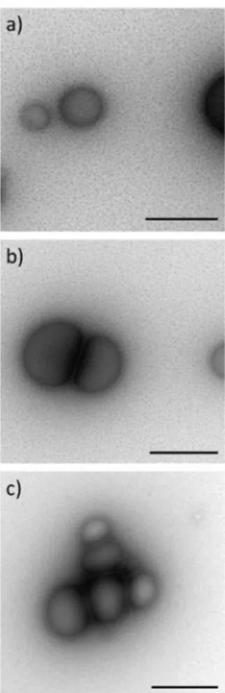 Fig. 1 Cryo-TEM pictures of ELR microgels with a concentration of