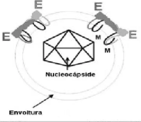 Figura 1. Estructura viral  7.1.2 Serotipos 