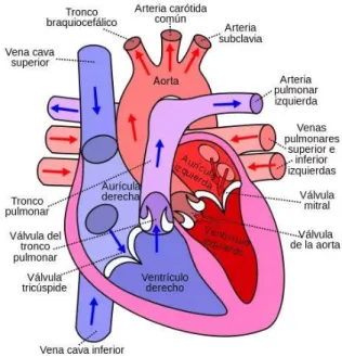 Figura 7: Representación del Corazón. [63] 