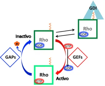 Figura	
   4.	
   Ciclo	
   de	
   activación	
   e	
   inactivación	
   de	
   las	
   Rho	
   GTPasas.	
   Las	
   proteínas	
   Rho	
  