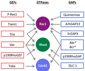 Figura	
  5.	
  Moduladores	
  GEFs	
  y	
  GAPs	
  de	
  la	
  familia	
  de	
  Rho	
  GTPasas	
  en	
  cáncer	
  de	
  mama.	
  