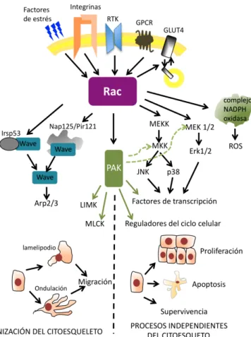 Figura	
   9.	
   Diferentes	
   funciones	
   celulares	
   reguladas	
   por	
   Rac.	
   Rac	
   participa	
   en	
   la	
  