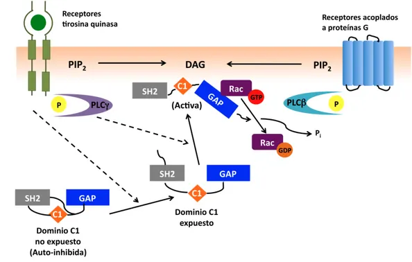 Figura	
  15.	
  Modelo	
  de	
  regulación	
  de	
  Rac	
  a	
  través	
  de	
  la	
  β2-­‐quimerina.	
  Las	
  quimerinas	
  se	
  