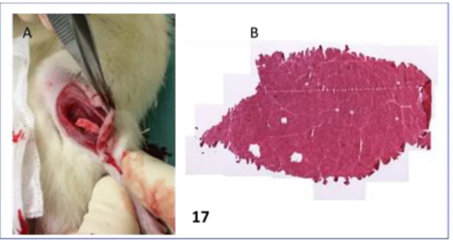 Figura  3:  Imágenes  macroscópicas  de  los  TA  con  VML  (A)  y  secciones  transversales  representativas de los explantes musculares TA con tinción H-E (B) después de 2 semanas de  la realización del defecto