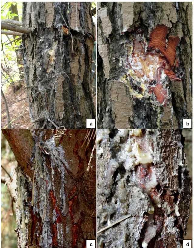 Figura 4. Distintas imágenes de chancros producidos en el tronco de P. radiata: a) y b) chancro en tronco 