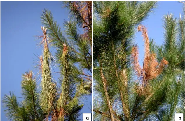 Figura  5.  Marchitamiento  de  las  acículas  que  provoca  F. circinatum  en  la  zona  superior  de  la  copa  del 
