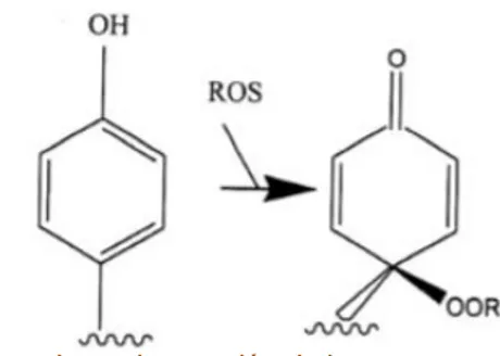 Figura 3. Mecanismo de reacción de los compuestos fenólicos 3 . 