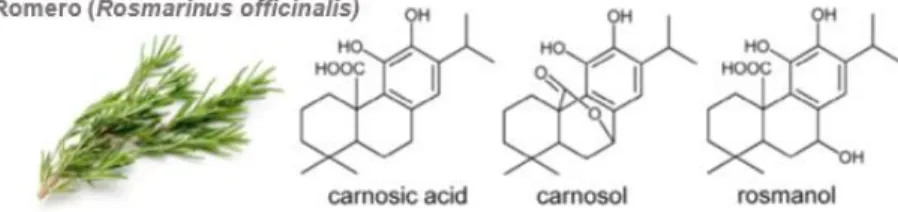 Figura 14. Estructura química de los diterpenos del romero 15 . 