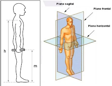Figura 2.6 dimensiones antropométricas con el sujeto de pie y planos de referencia 