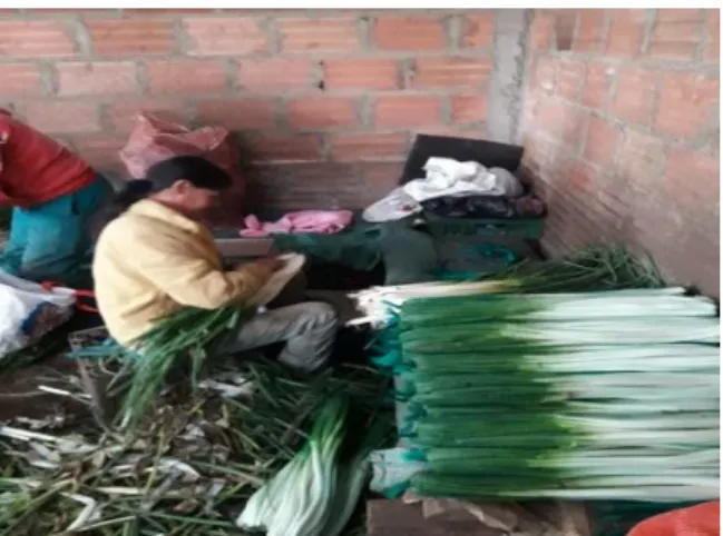 Figura 4 Pelanza de la cebolla