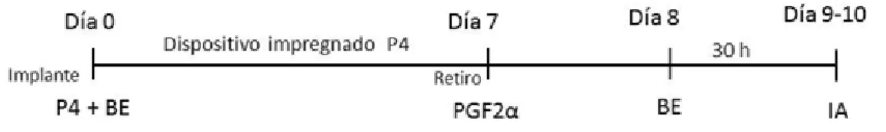 Figura 2. Protocolo Dispositivo impregnado con progesterona junto con estradiol. 