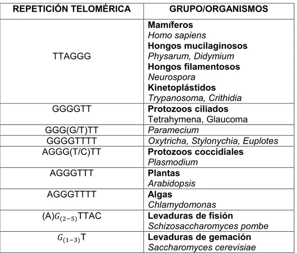 Tabla 1. Secuencias teloméricas repetitivas en organismos eucariotas.   REPETICIÓN TELOMÉRICA  GRUPO/ORGANISMOS 