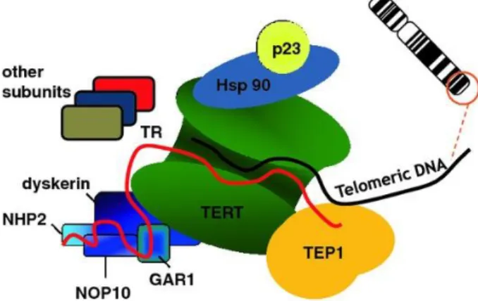 Figura 4. Representación esquemática de la telomerasa y sus proteínas asociadas. 
