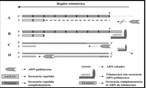 Figura 5. La replicación de los telómeros 