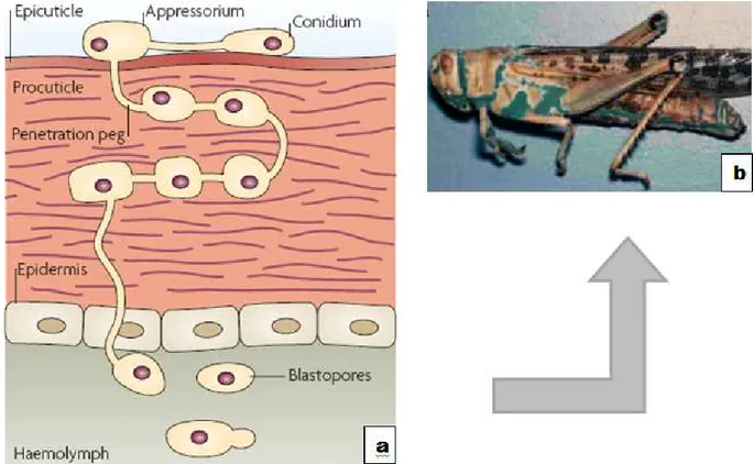 Fig.  2.  Ciclo  de  desarrollo  de  un  hongo  entomopatógeno  (a).  Cepa  de  Metarhizium  anisopliae esporulando en un cadáver recolectado en campo ( b)