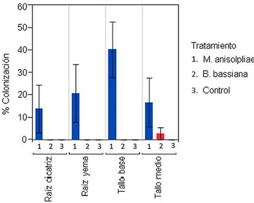 Fig. 3. Porcentaje de la colonización endofítica de M. anisopliae (1), B. bassiana (2), y  Control  (3)  en  tejido  de  yuca  por  parte  de  planta  después  de  un  tratamiento  por  inmersión  de  estacas  en  las  suspensiones  conidiales