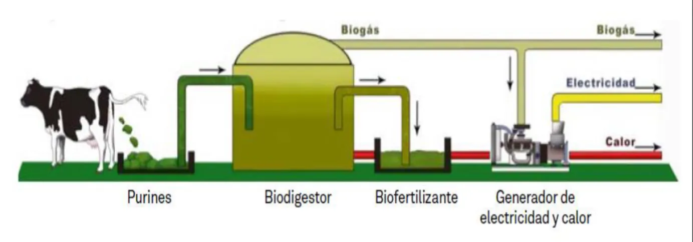 Figura 5. Sistema Básico de Funcionamiento de un Biodigestor  Fuente: INDAP (2016). 