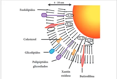 Figura 2.1.  Esquema de la membrana del glóbulo de grasa de la 