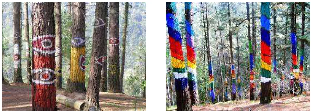 Fig. 14. Ibarrola, “Bosque de Oma” 2003 – 2009. 