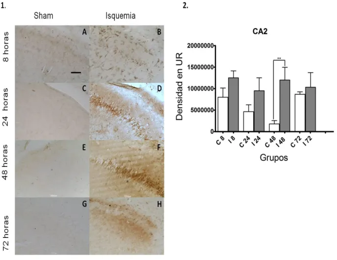Figura 14. Densitometría de microglía reactiva en CA3 hipocampal, consecuente con 